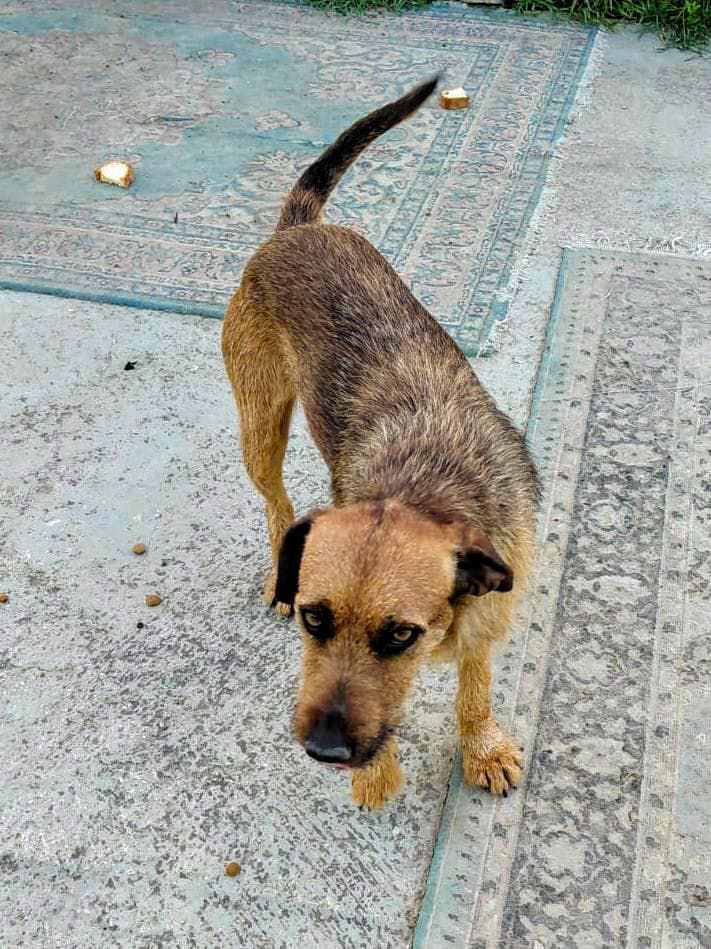 Foto 4 di Oliver, cane Meticcio incrocio spinoncino in adozione