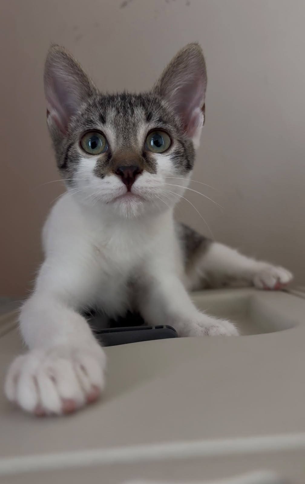 Nina, gatto Meticcia in adozione