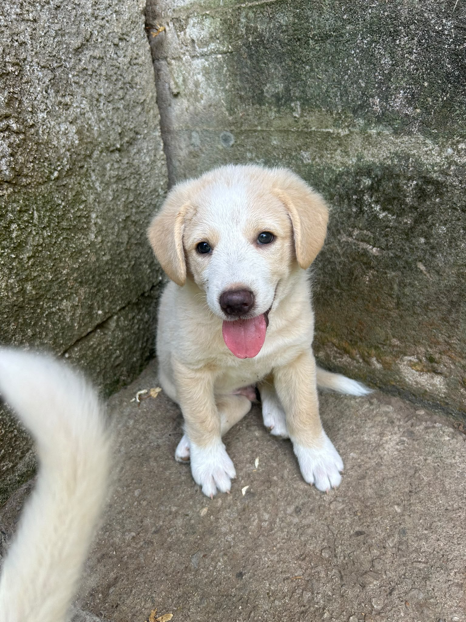 Foto 2 di Elio, cane Meticcio in adozione