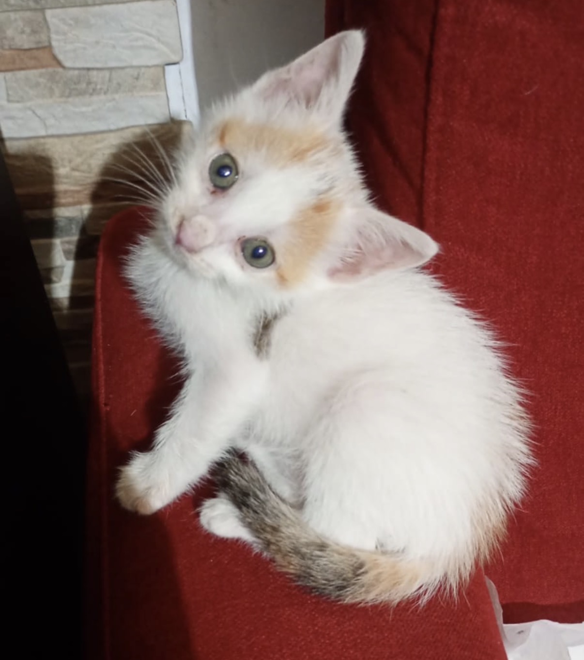 Perla, gatto Europeo in adozione