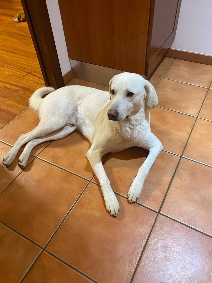 Foto 3 di ROCKY, cane Meticcio in adozione