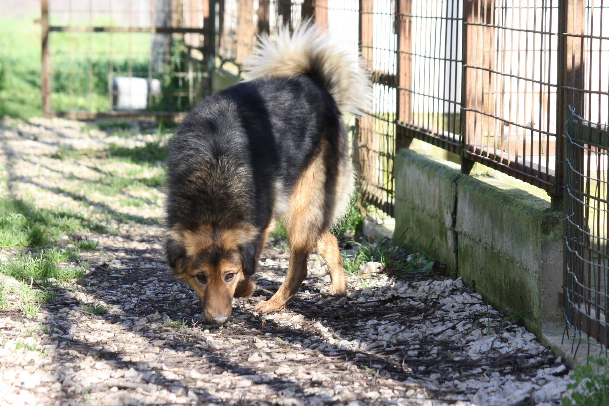 Foto 3 di Enza, cane meticcio in adozione