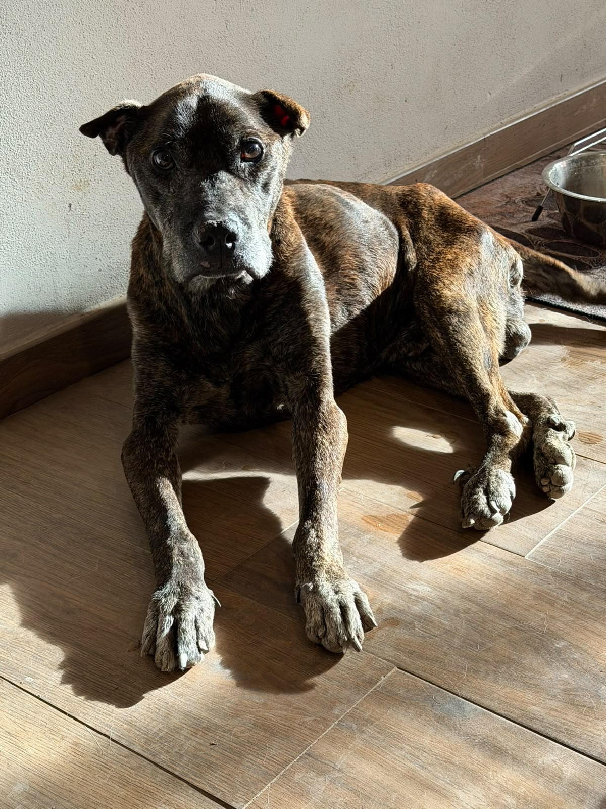 Foto 2 di Nerone, cane Pit Bull in adozione