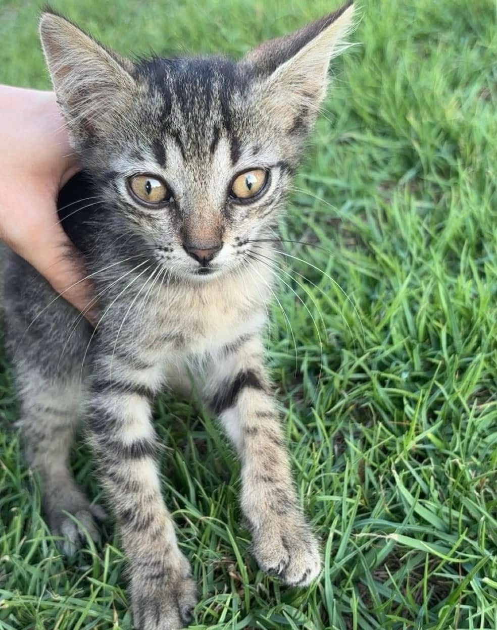 Tigro, gatto Gatto europeo tigrato in adozione