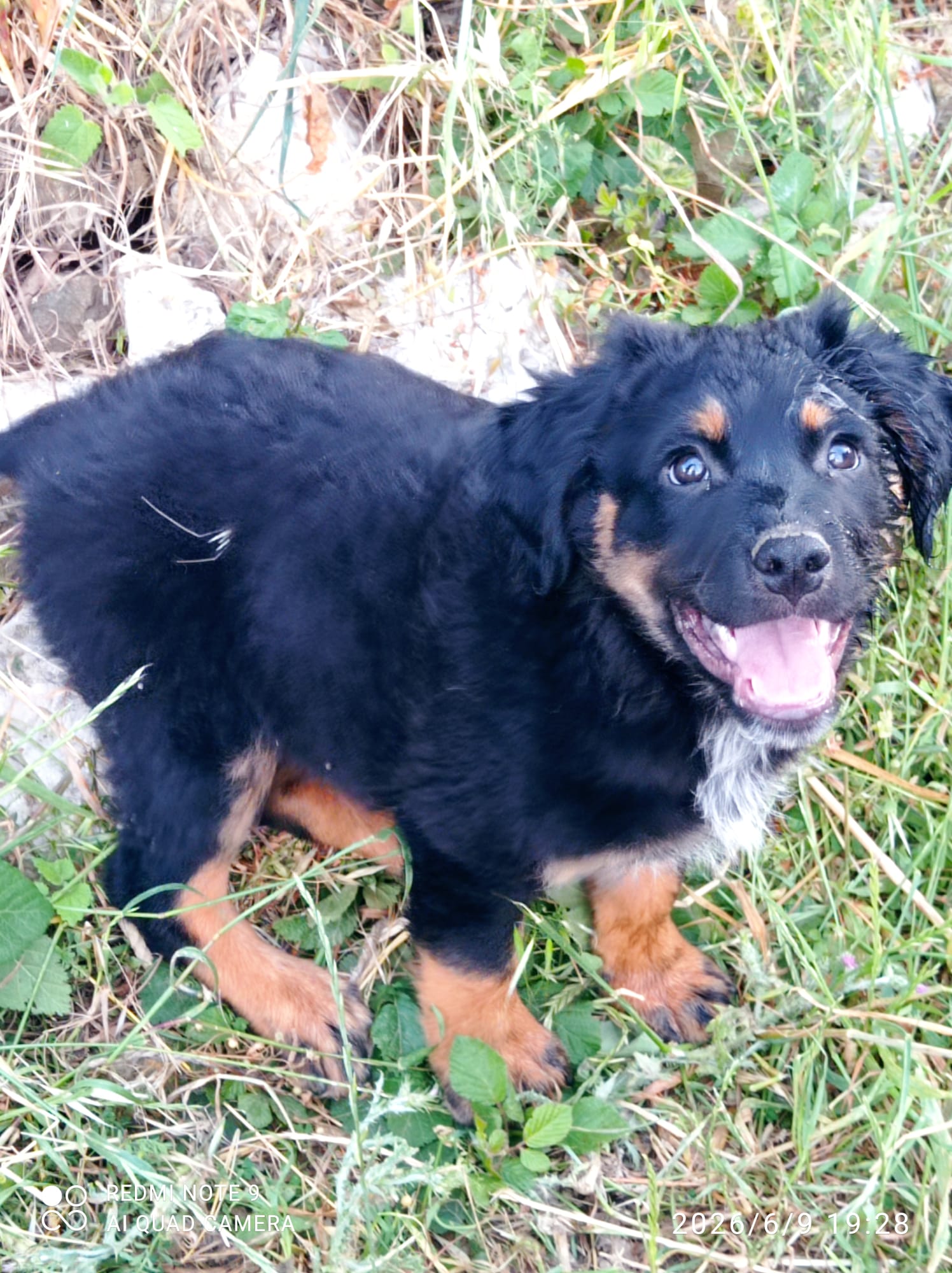Foto 3 di Lea, cane Meticcio in adozione