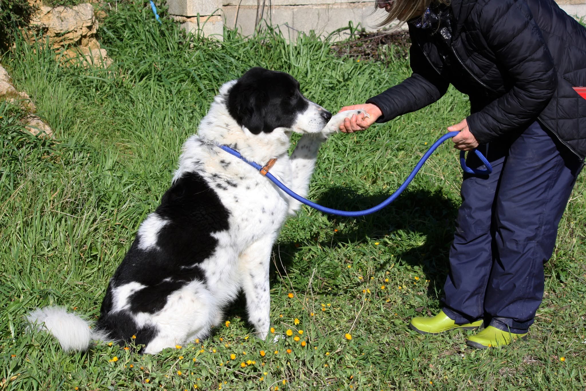 Foto 3 di Panda, cane meticcio in adozione