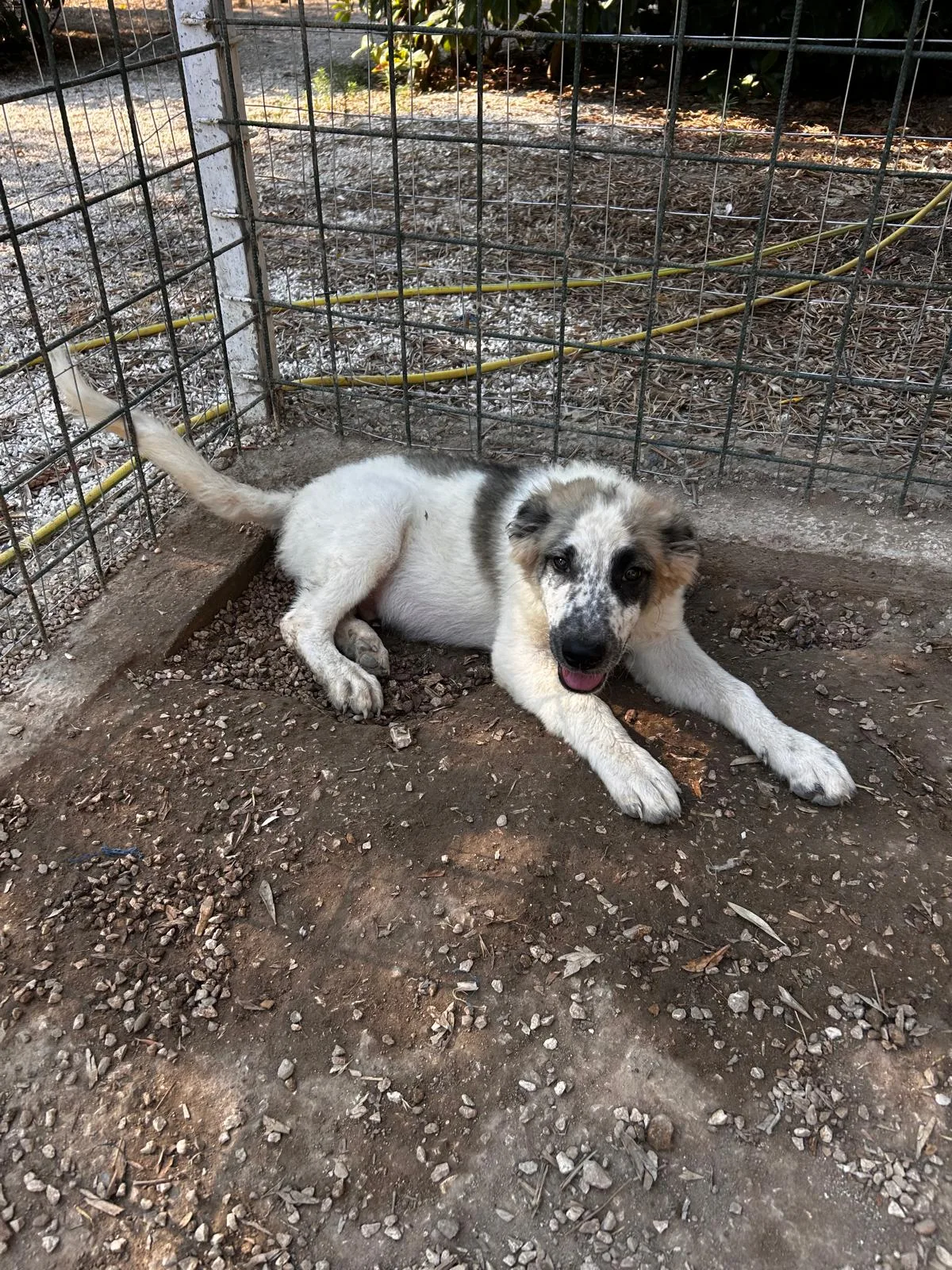 Lillo, cane Meticcio in adozione a Bari - foto 4