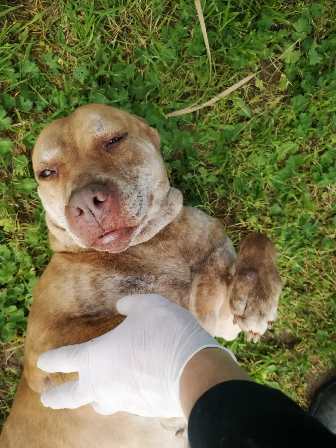 MICHELLE, cane Simil pit in adozione a Taranto - foto 3