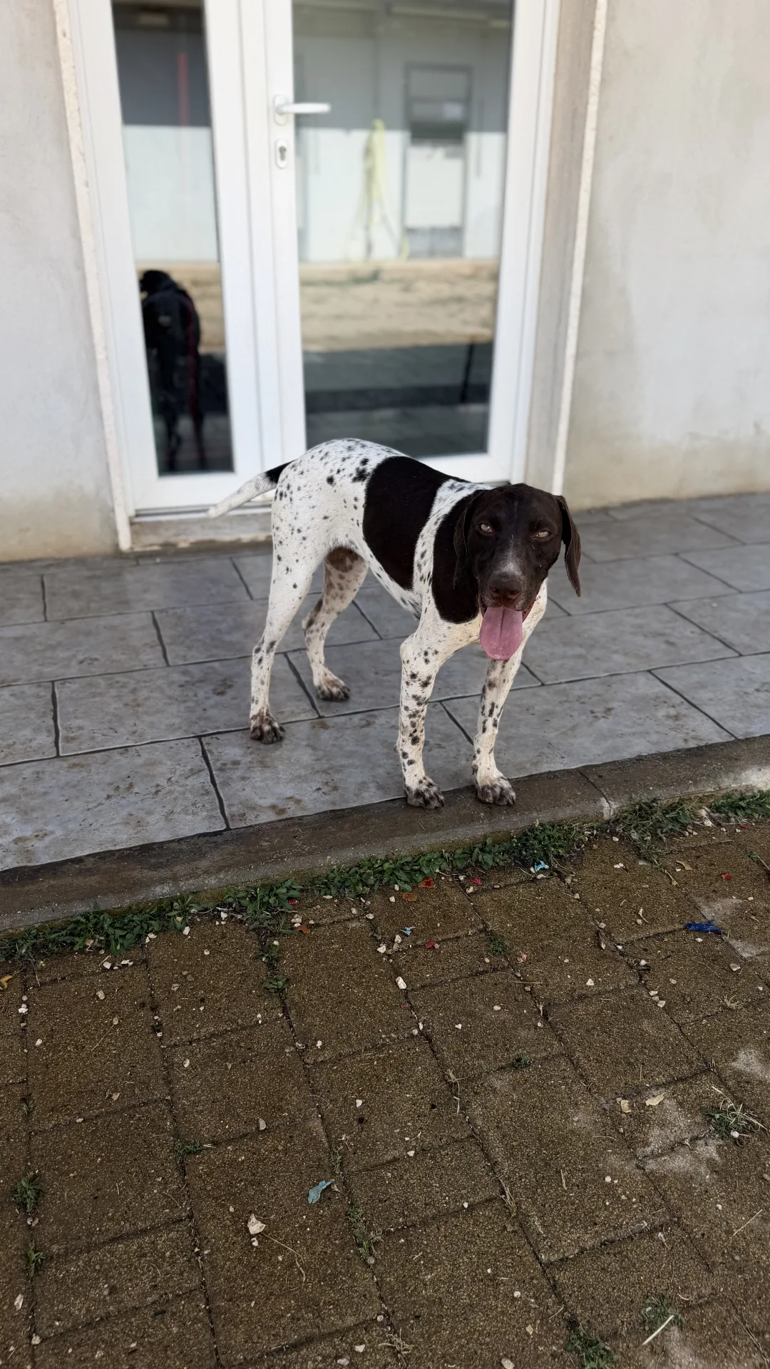 Nesly, cane Bracco in adozione a Bari - foto 1