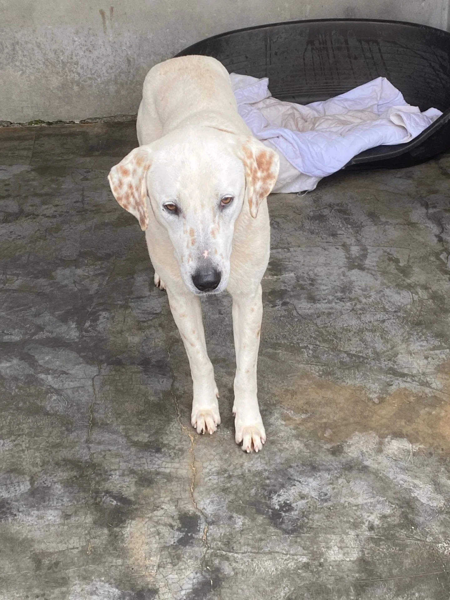 Lulù, cane Simil labrador in adozione a Bari - foto 3