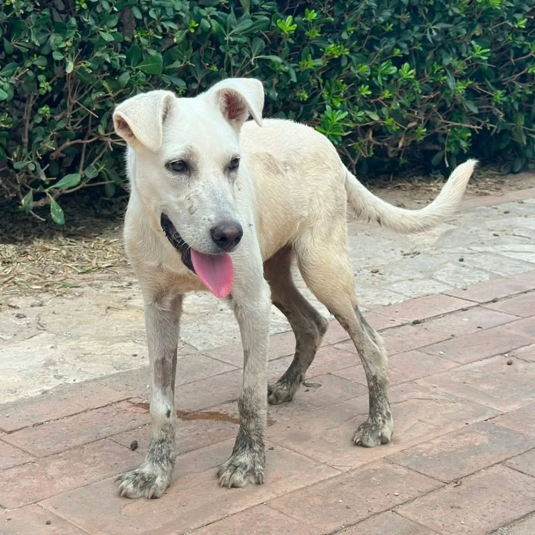 Giove, cane Meticcio in adozione a Crotone - foto 1