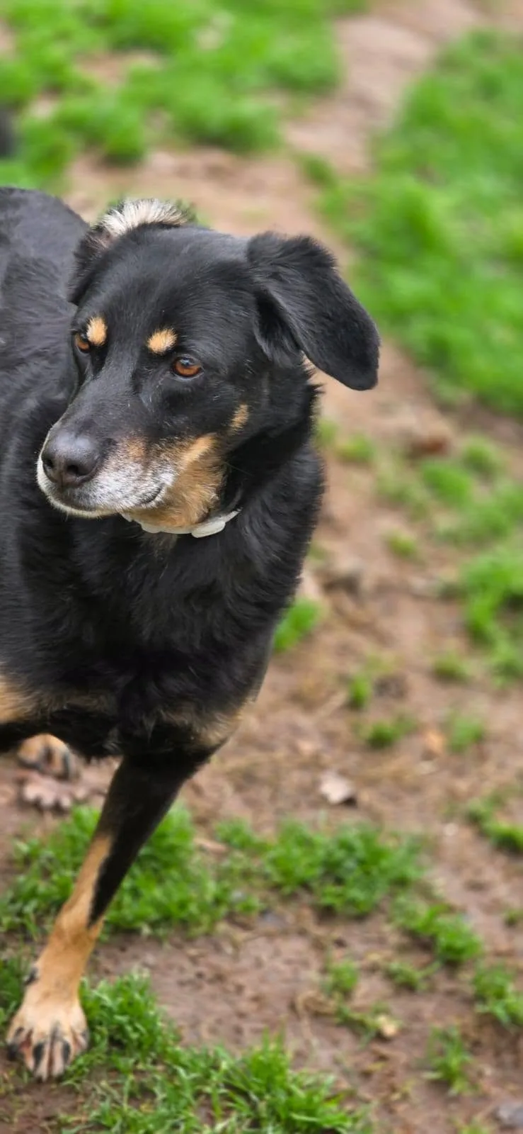 Giordie, cane meticcio in adozione a Latina - foto 2