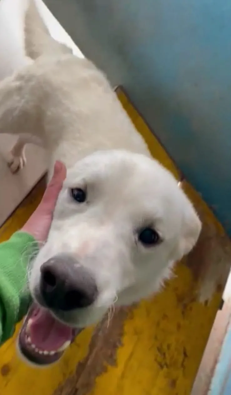 Loden, cane meticcio in adozione a Frosinone