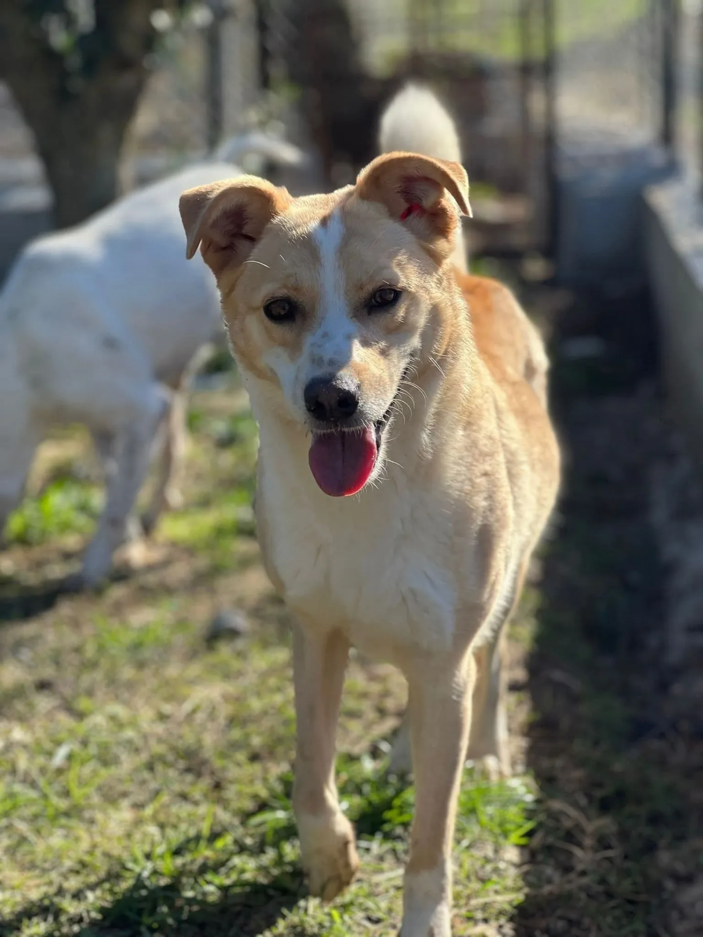 Cheriè, cane Meticcia in adozione a Vibo Valentia - foto 1