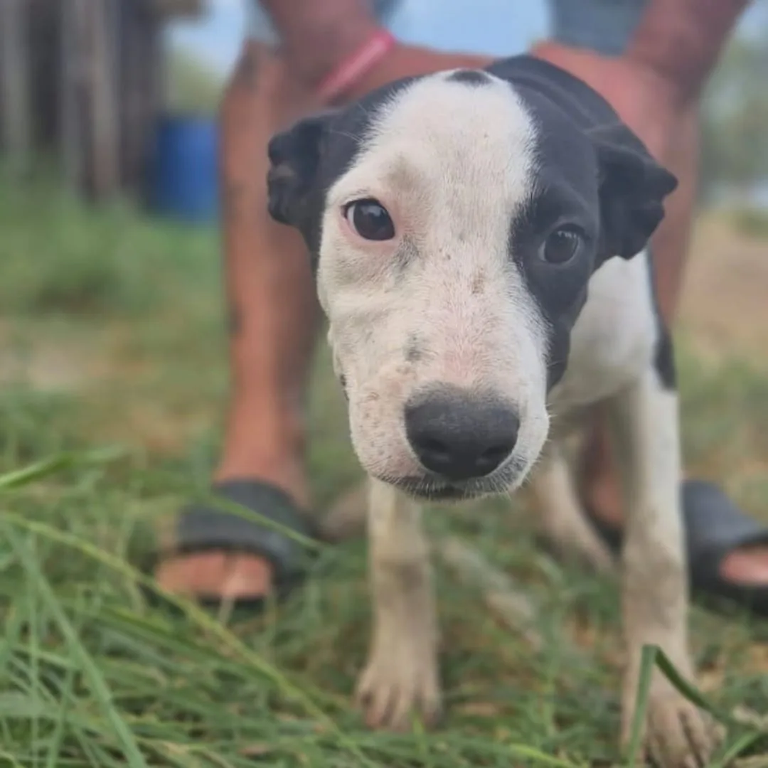 Lisa, cane Meticcio in adozione a Crotone - foto 4
