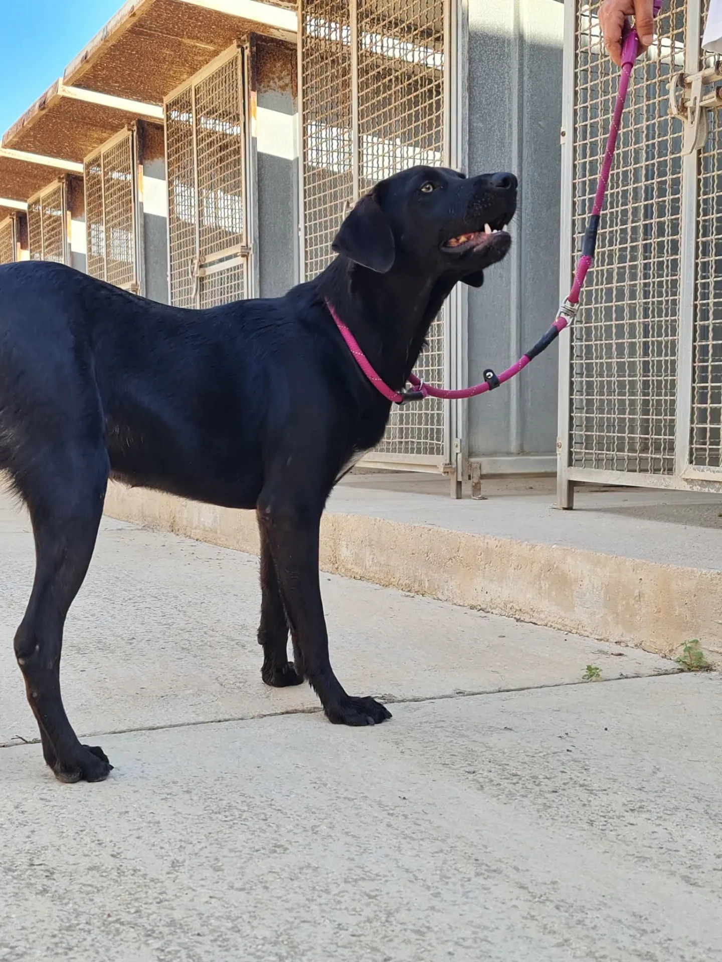 Leonard, cane Meticcio in adozione a Trapani - foto 3