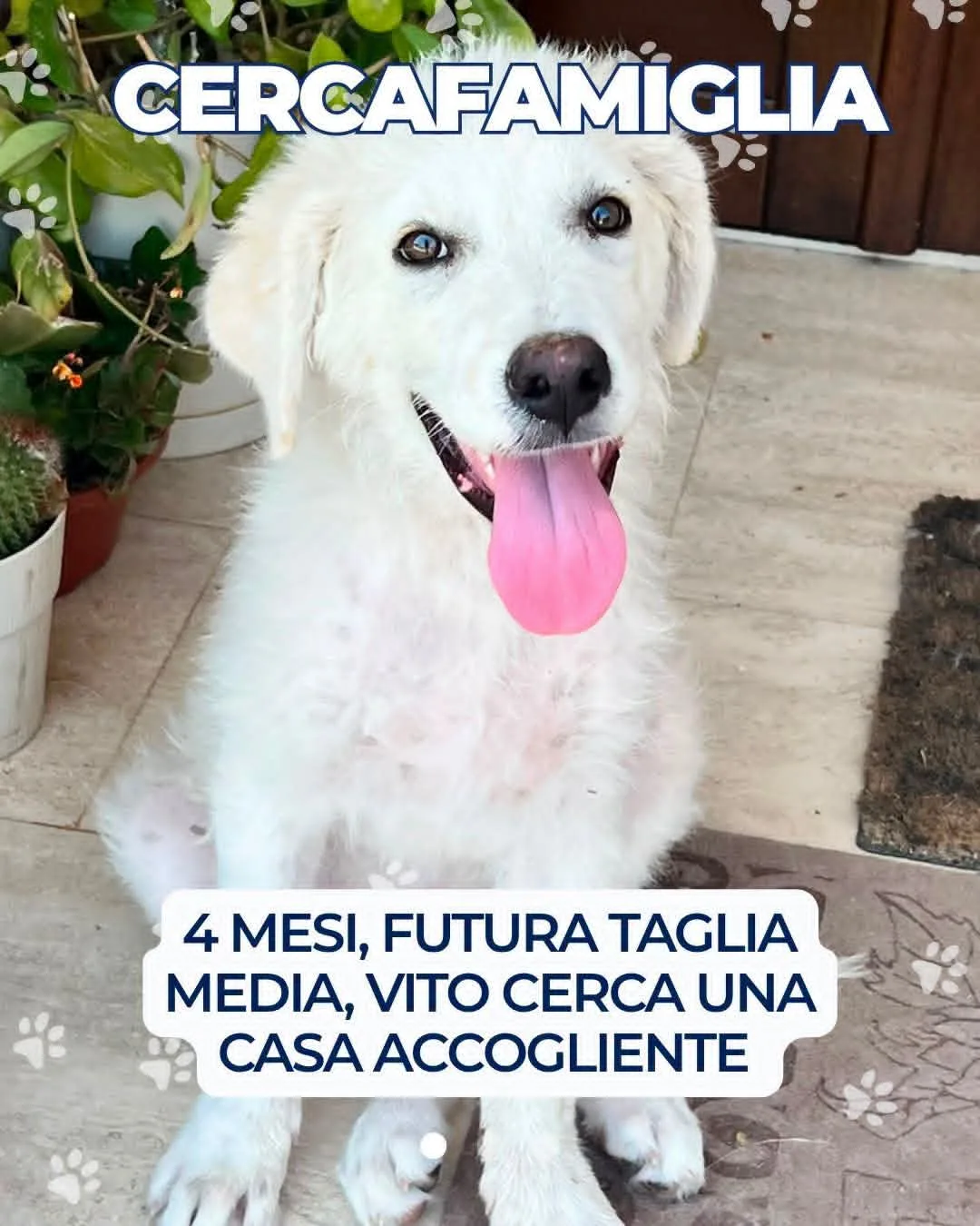 Vito, cane Mix maremmano in adozione a Trapani - foto 1