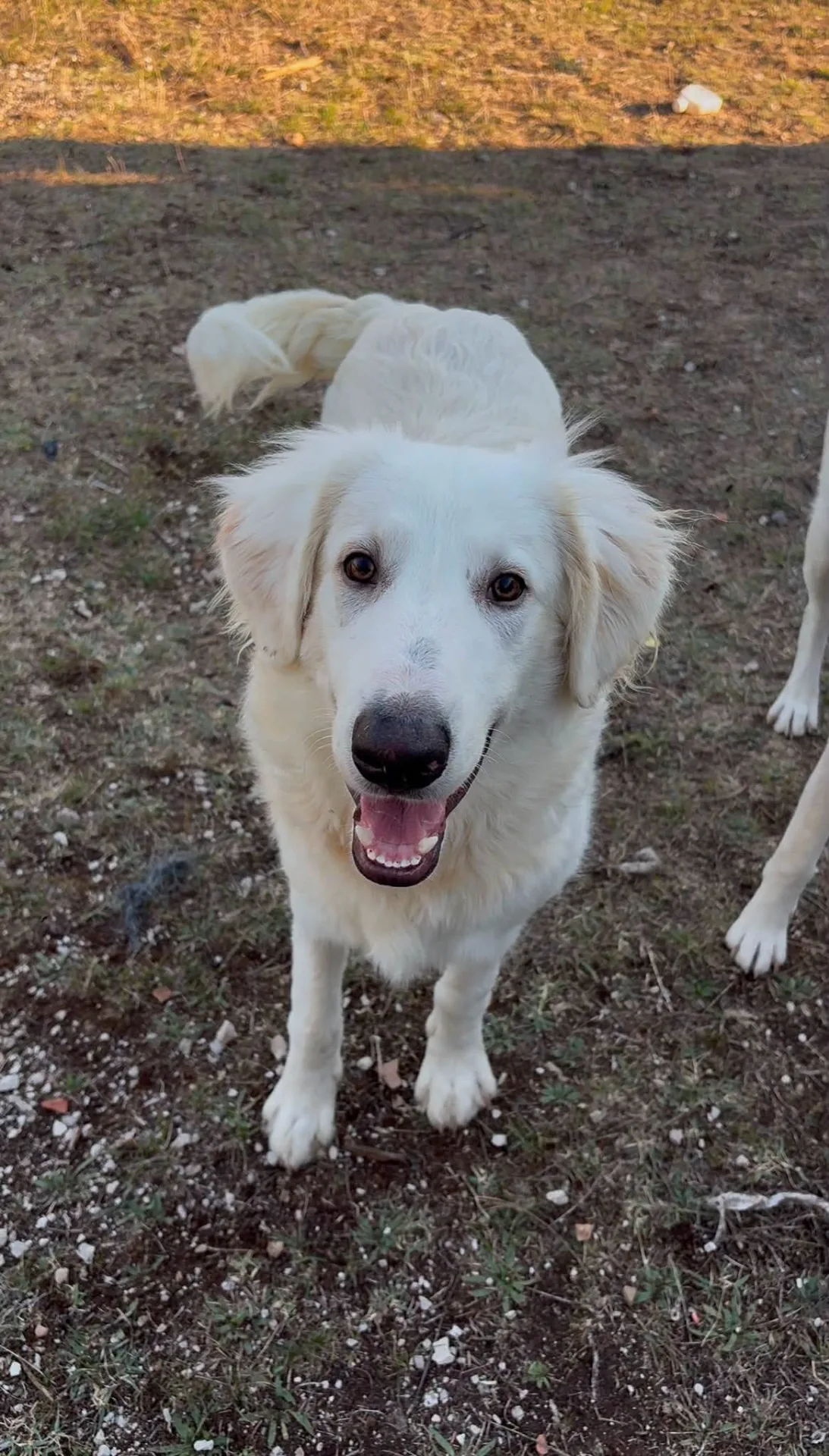 Joy, cane Simil maremmano in adozione a Potenza - foto 1