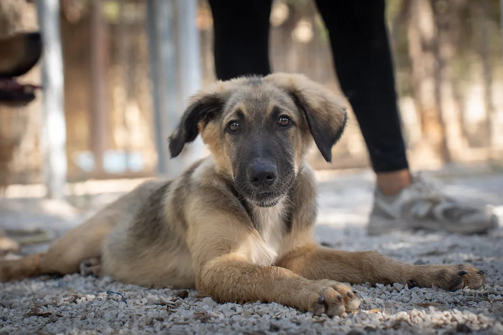 Greg 🤍, cane Meticcio in adozione a Bari - foto 5