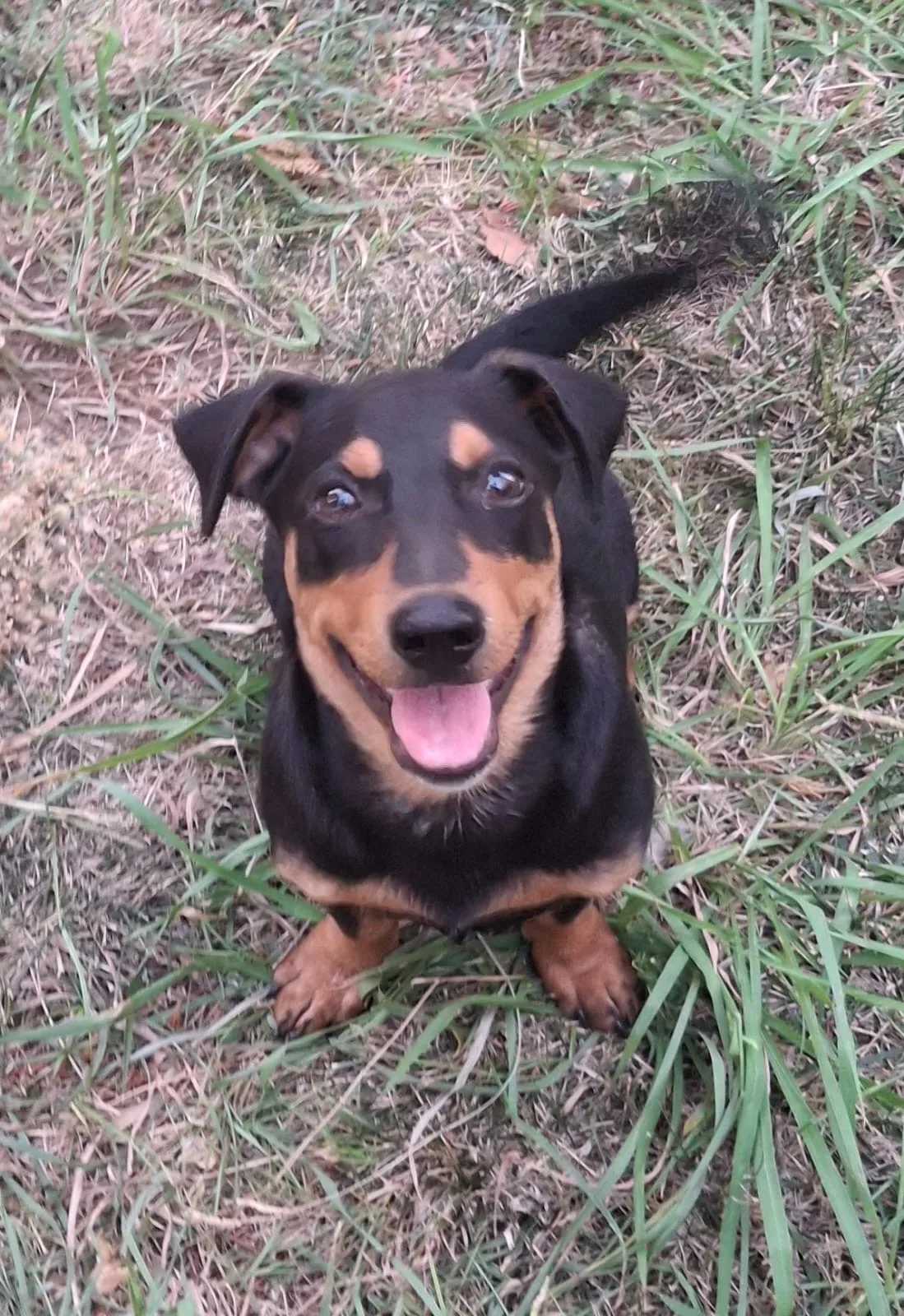 Miky, cane Meticcio in adozione a Crotone - foto 1