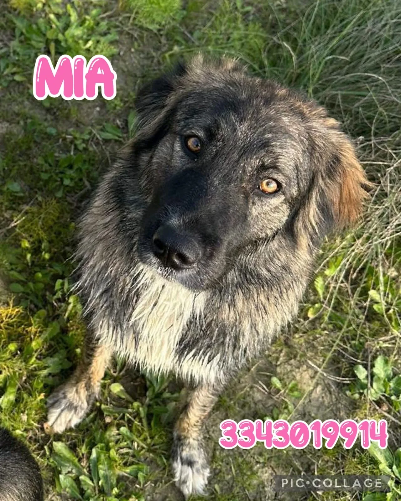 Mia, cane Meticcio in adozione a Crotone