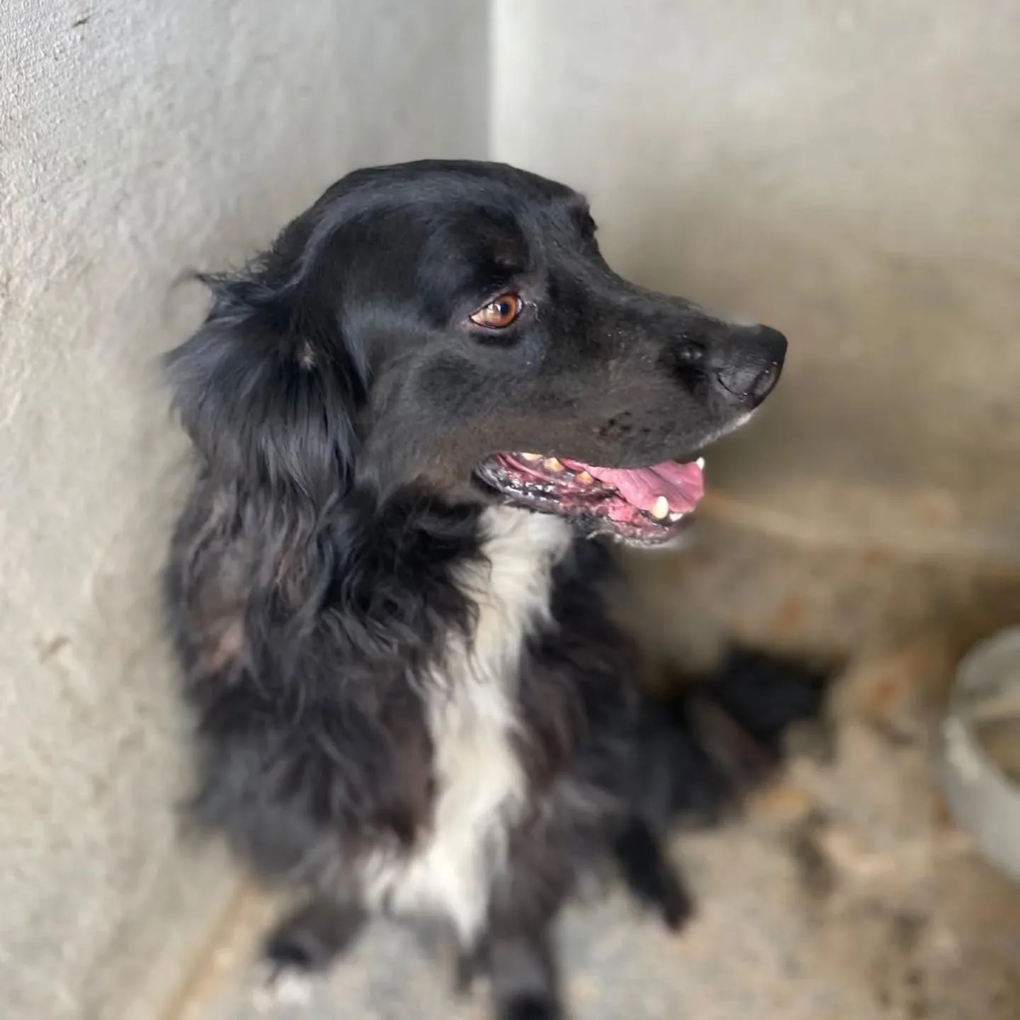 Prince, cane Meticcio in adozione a Latina - foto 4