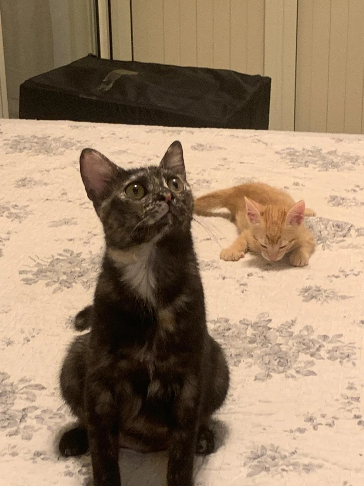 Mia, gatto Europea in adozione a Palermo - foto 1