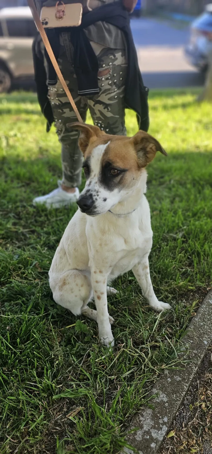 Azzurra, cane Meticcio in adozione a Caserta - foto 2