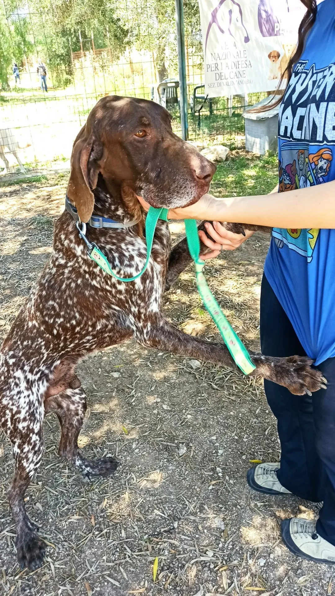 Nicholas, cane bracco tedesco in adozione a Bari - foto 2