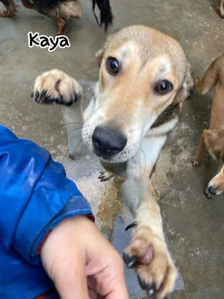 Kaya Kimi e Koko, cane meticcio in adozione a Latina - foto 4