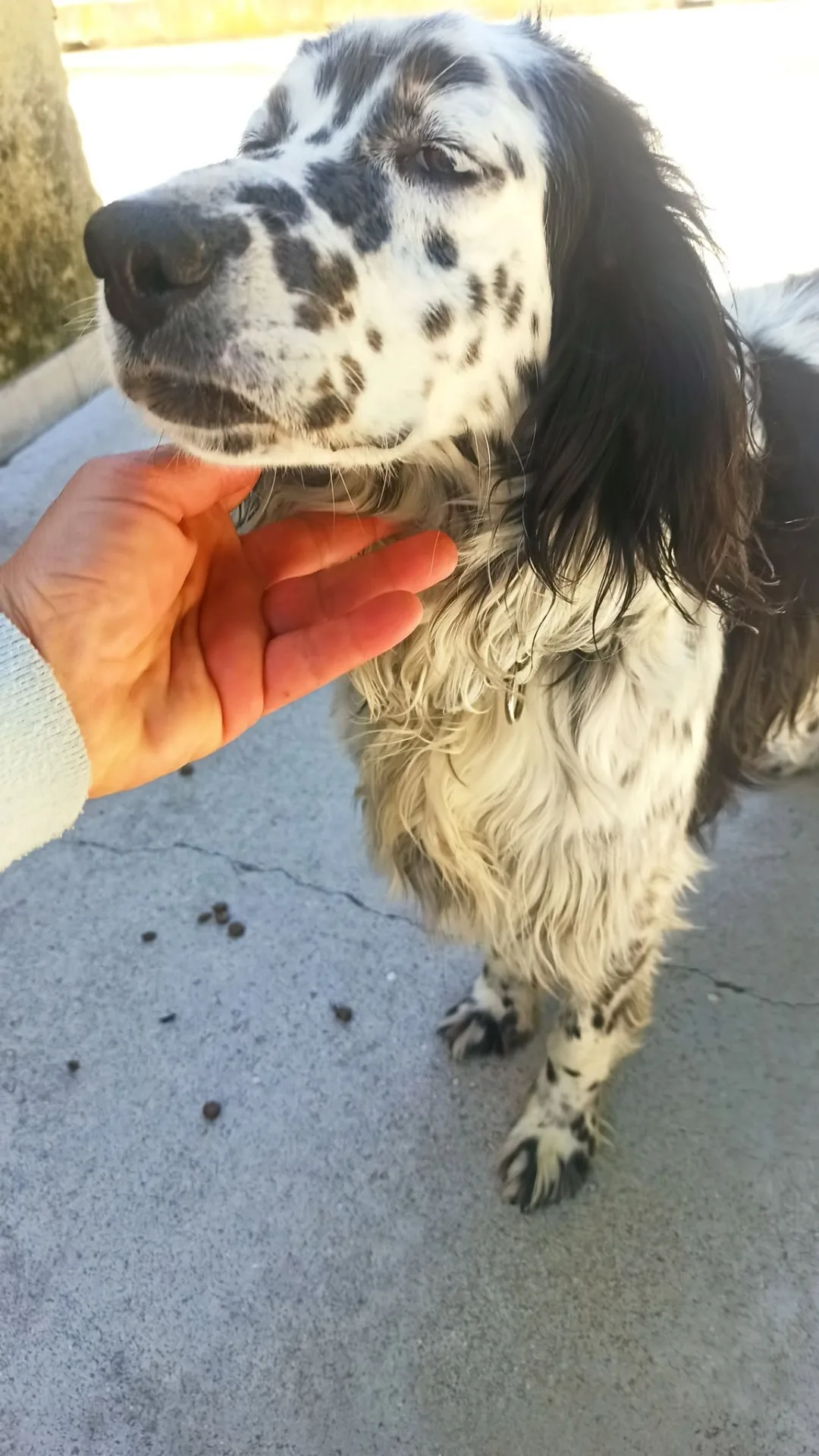 Bahia, cane setter inglese in adozione a Bari - foto 3