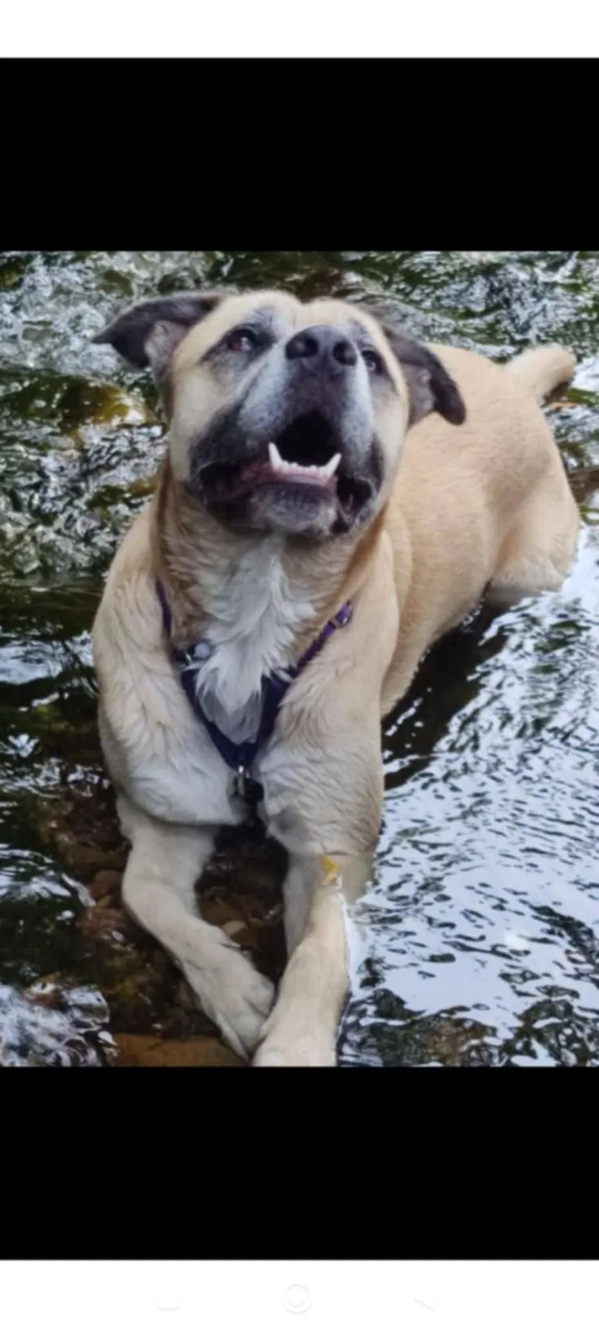 Sonny, cane Meticcio in adozione a Bolzano - foto 1