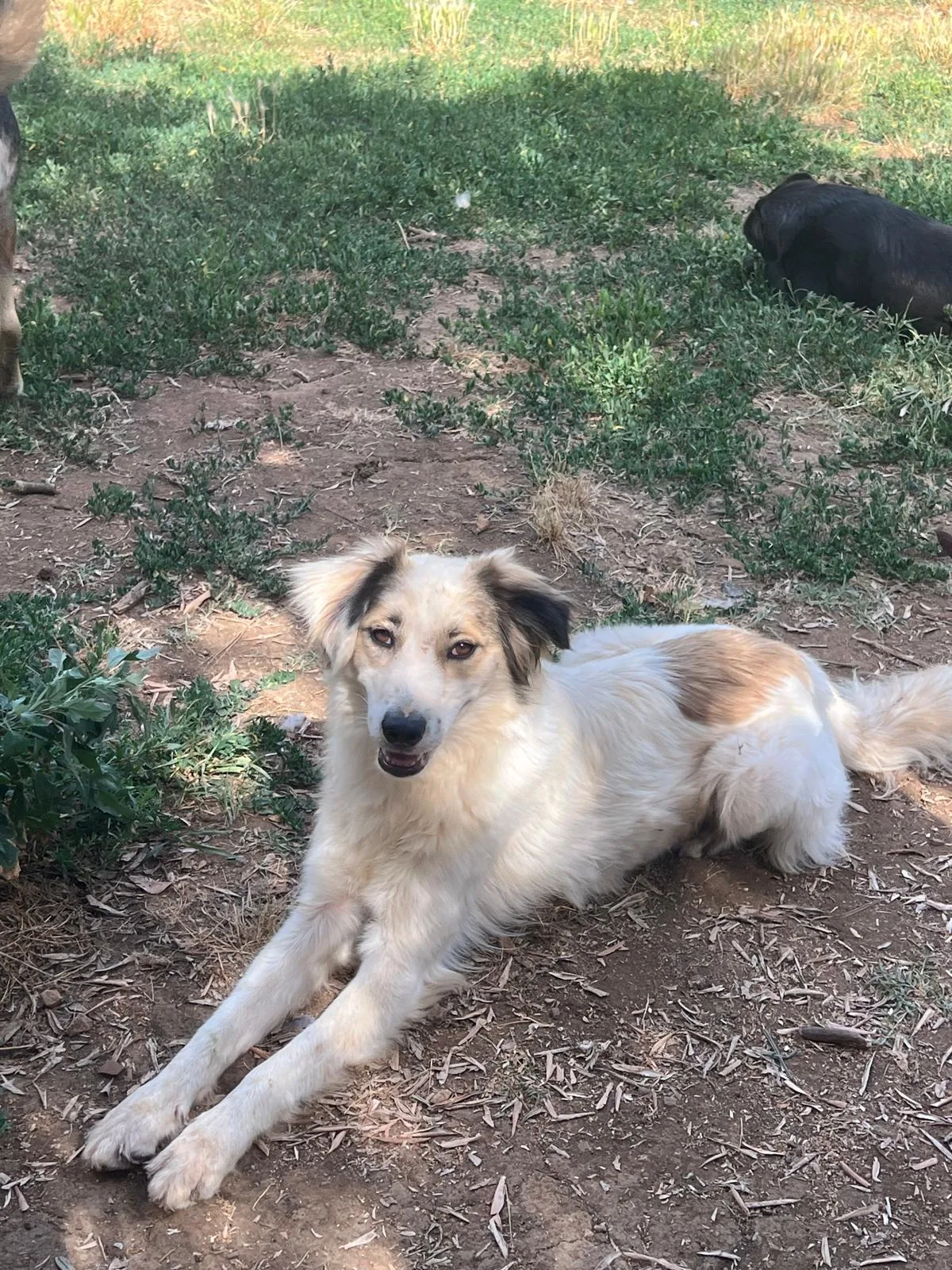 Paki, cane Meticcio in adozione a Roma - foto 3
