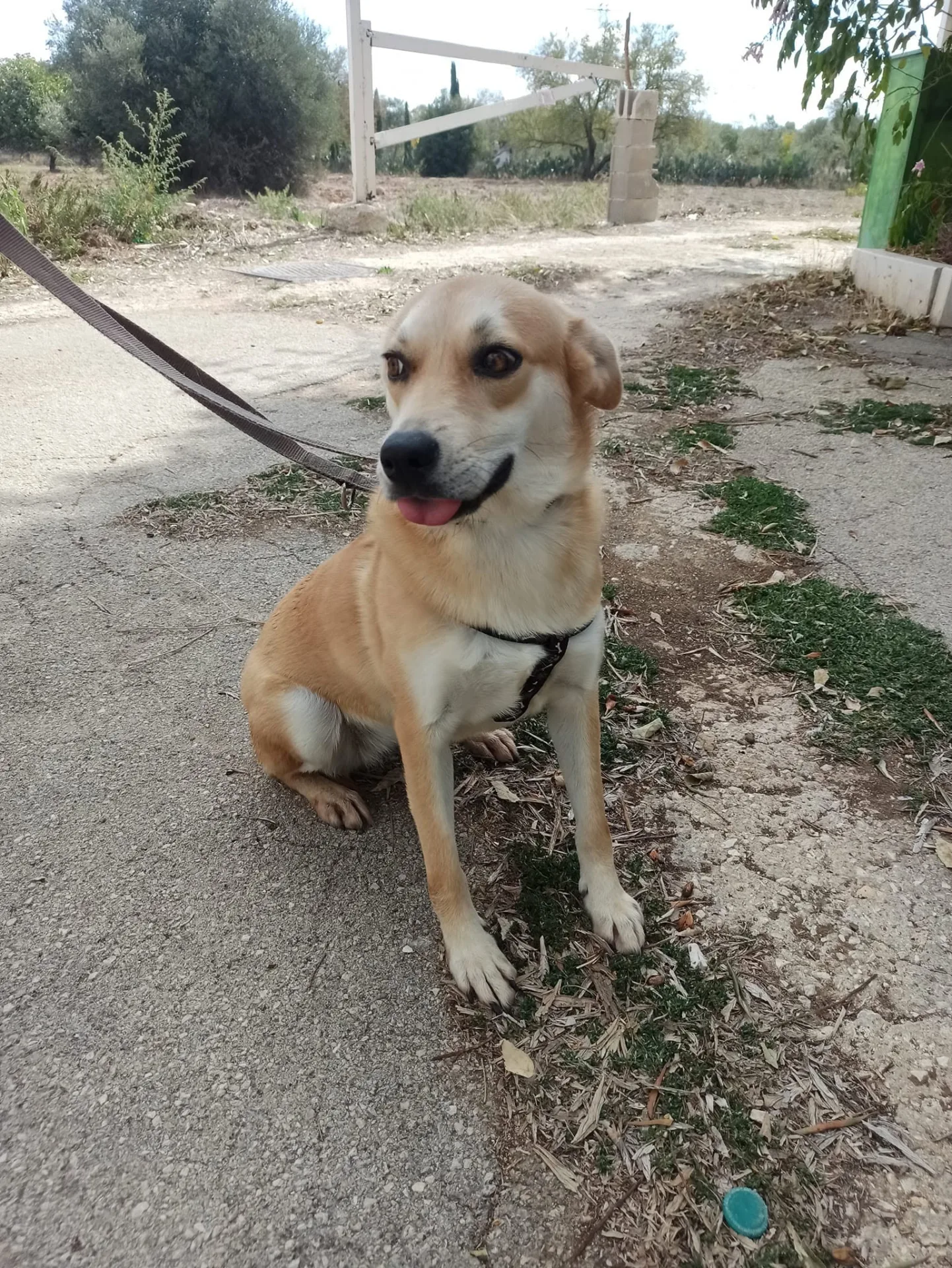 Clarabella, cane mix volpina-beagle in adozione a Bari - foto 2