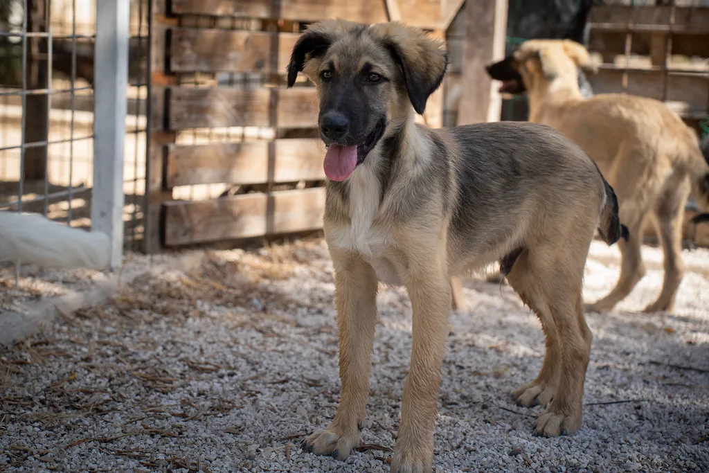 Greg 🤍, cane Meticcio in adozione a Bari - foto 4