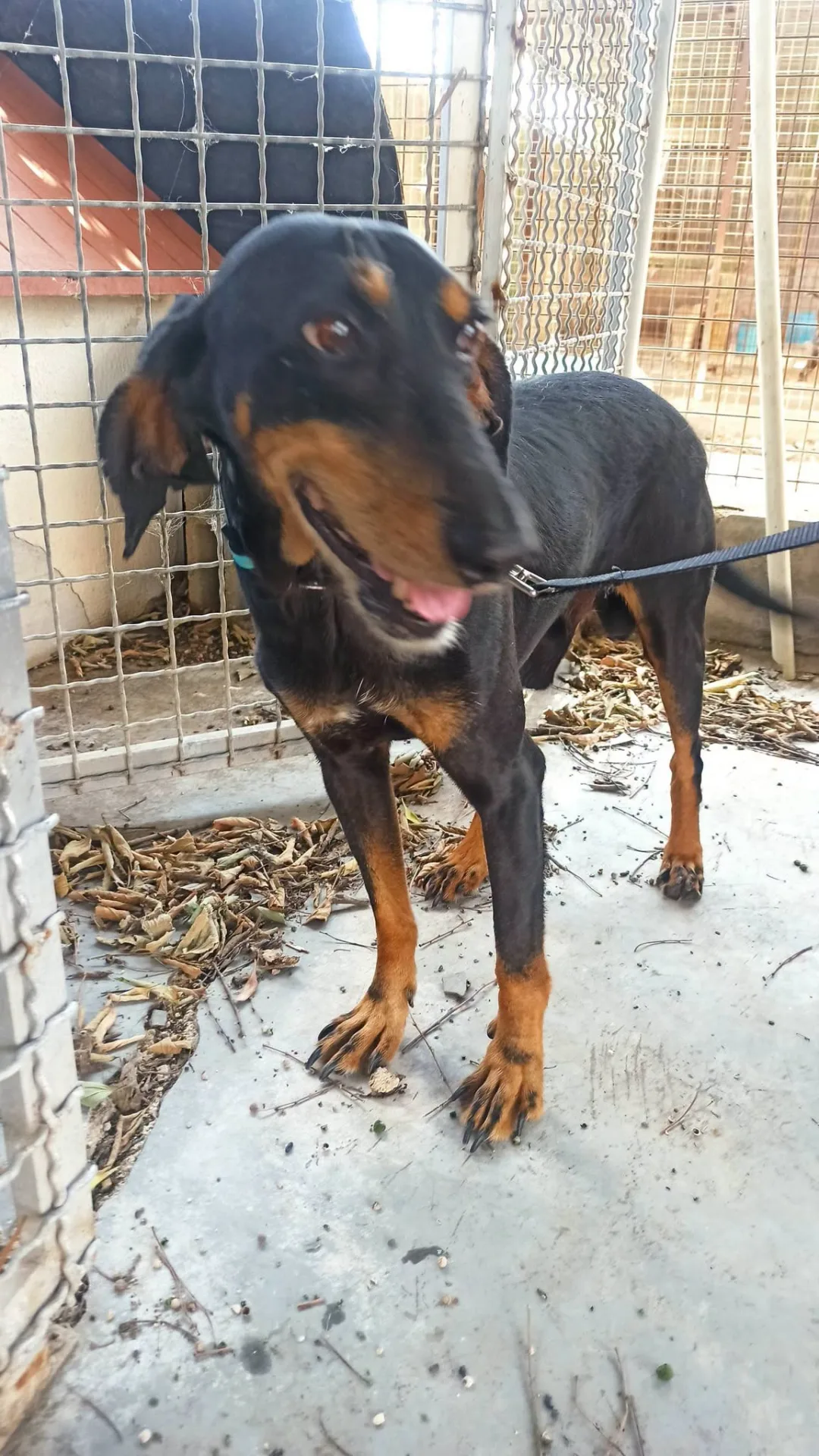 Ali, cane Segugio in adozione a Bari - foto 3