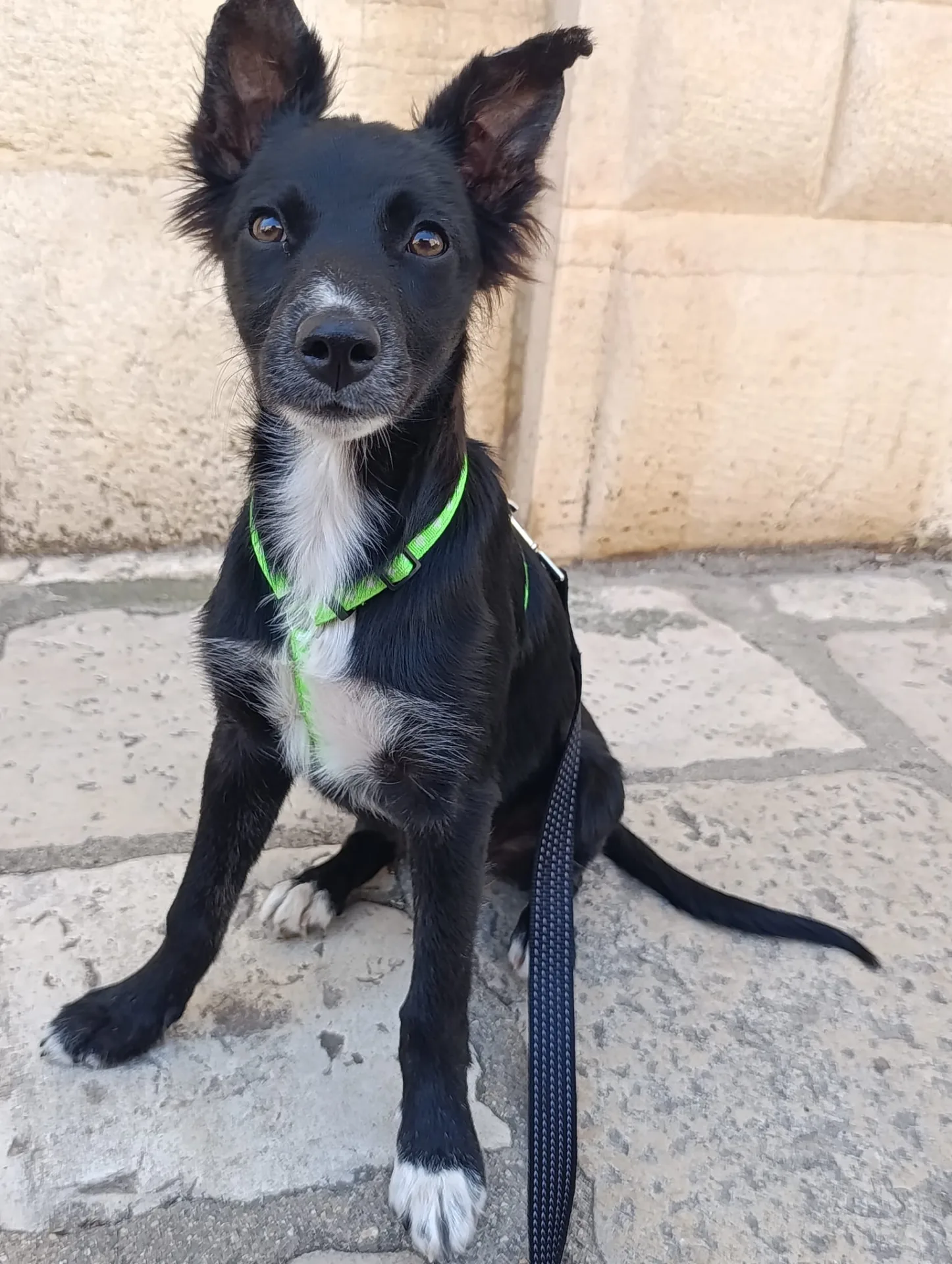 NAIMA, cane Meticcio in adozione a Bari - foto 4
