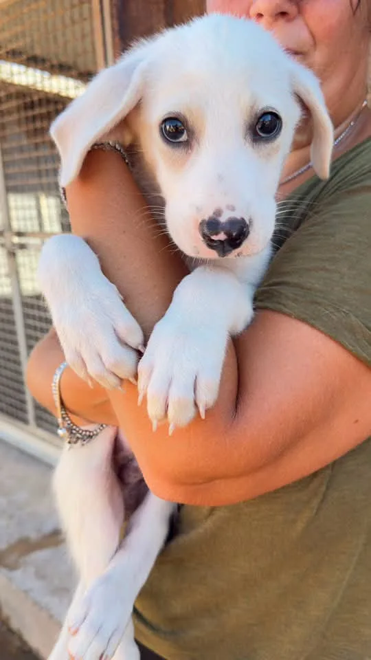 Nuvola, cane in adozione a Trapani - foto 5