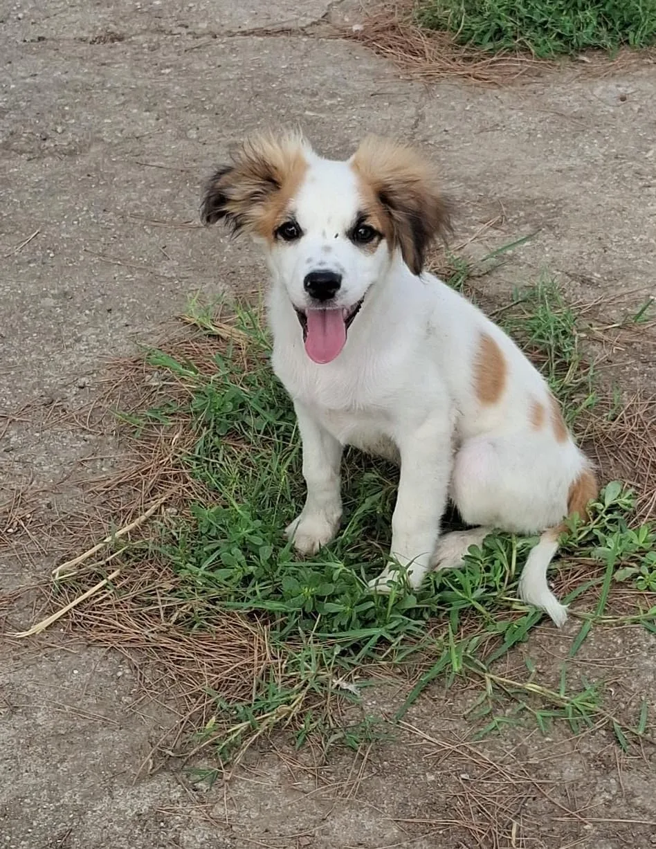 Oro, cane Meticcio in adozione a Crotone - foto 4