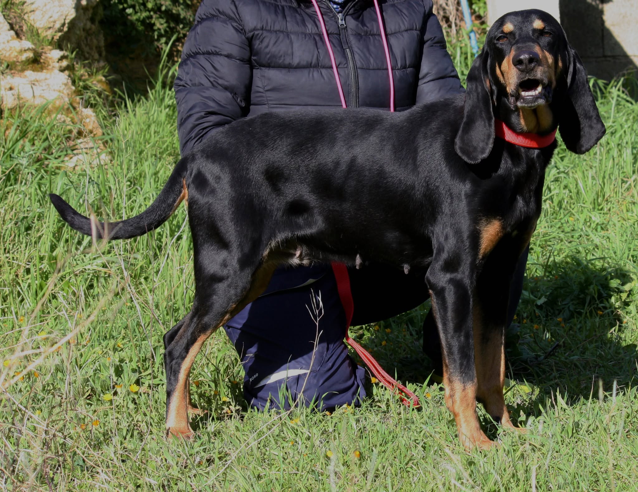 Foto 2 di Bea, cane segugio in adozione