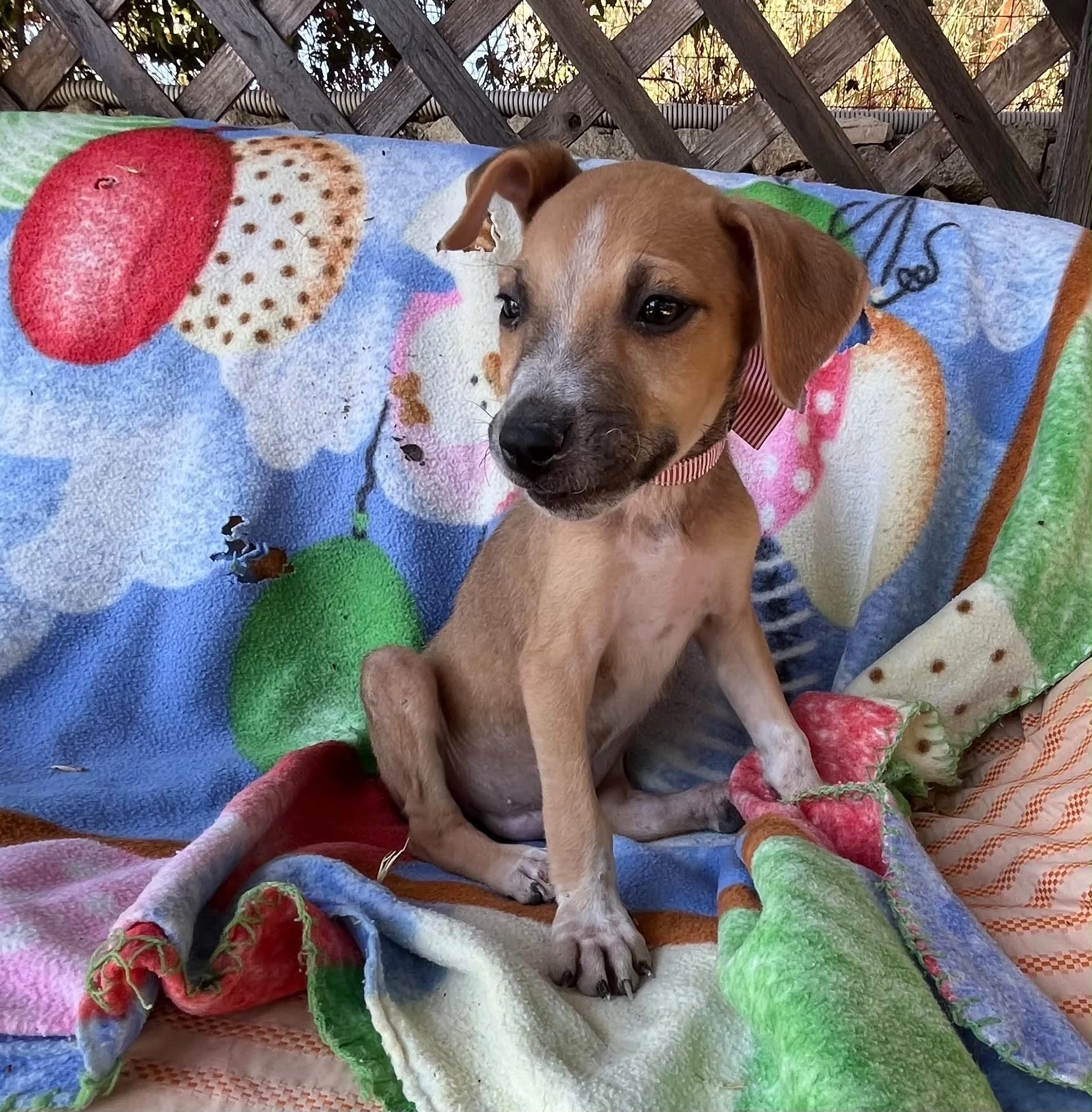 Nox, cane Meticcia in adozione a Siracusa - foto 3