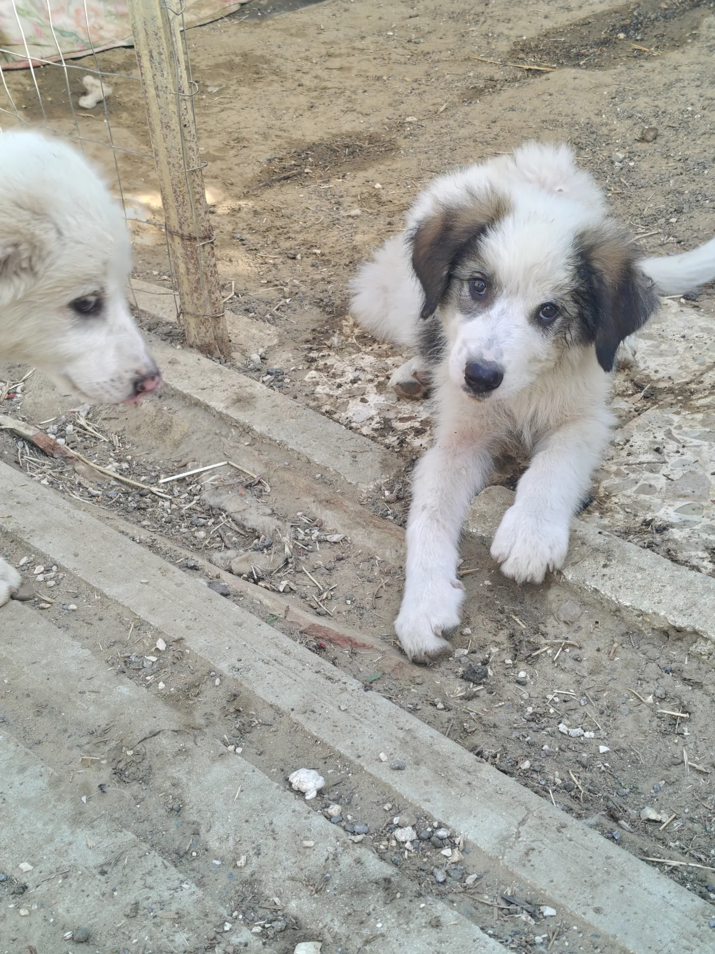 Foto 4 di Willy, cane Mix maremmano in adozione