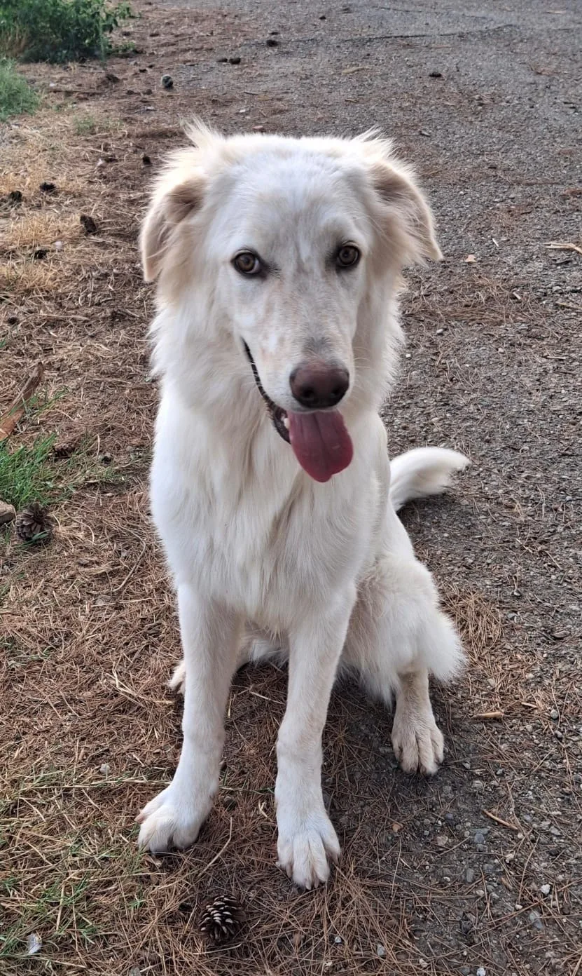 Eros, cane Meticcio in adozione a Crotone