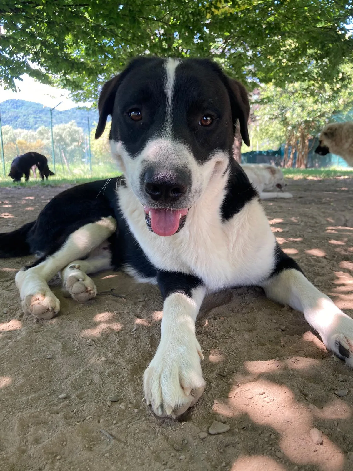 Paco, cane Meticcio molossino in adozione a Lecco - foto 3