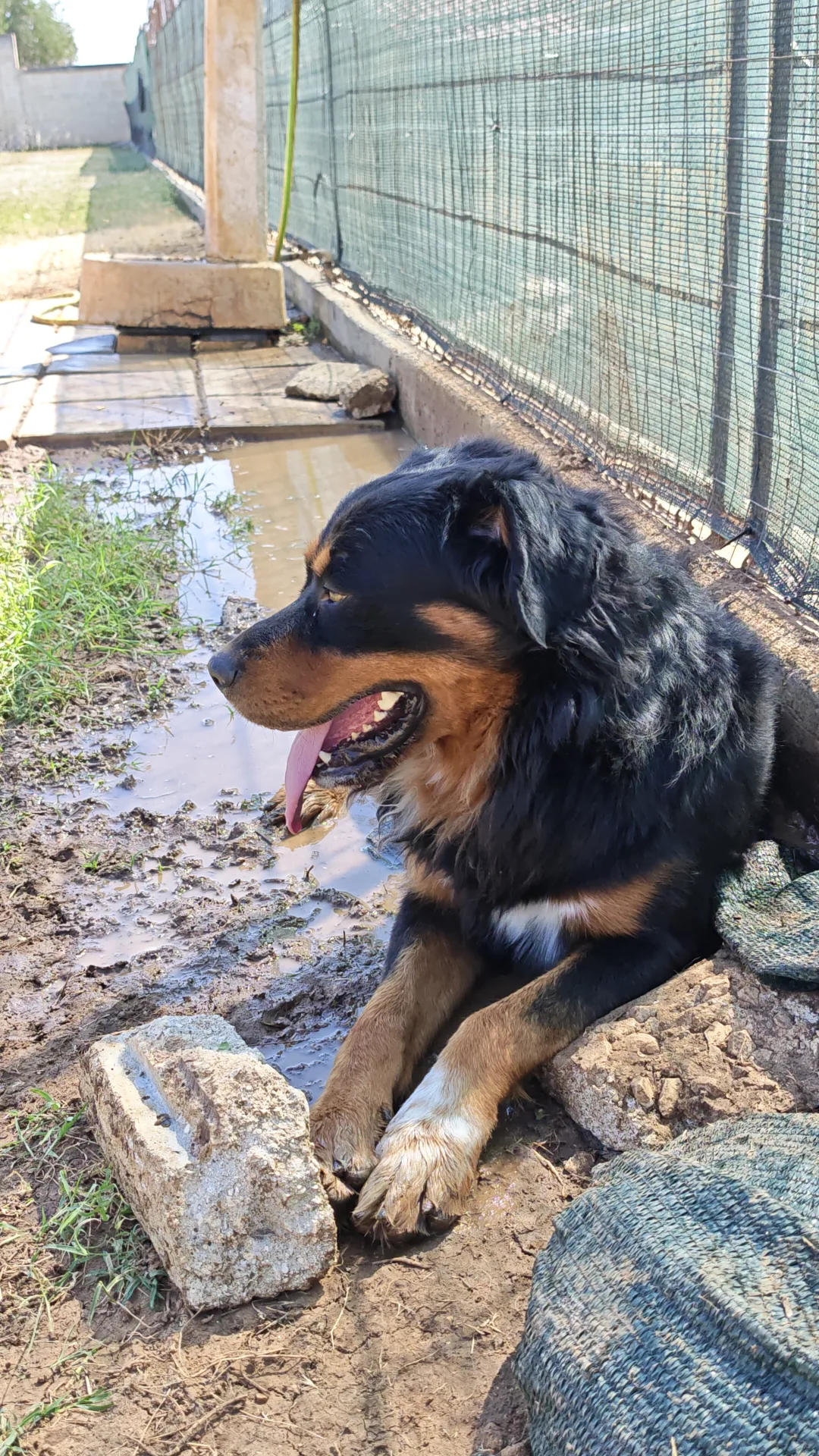 Snoopy, cane Incrocio rottweiler/pastore bernese in adozione a Taranto - foto 3