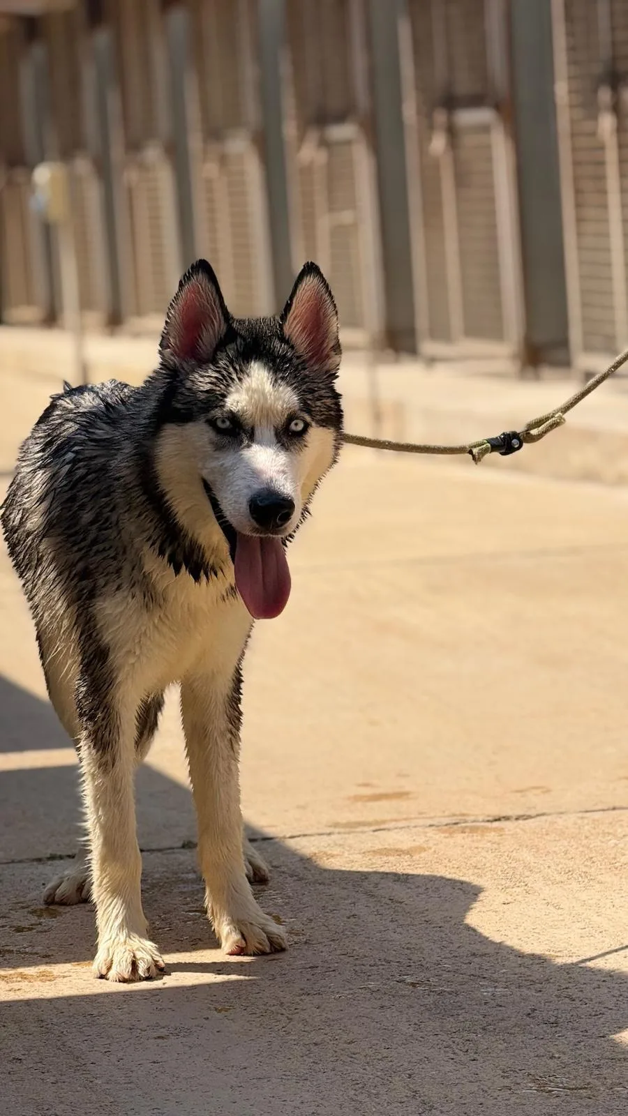 Bolt, cane Siberian husky in adozione a Trapani - foto 3
