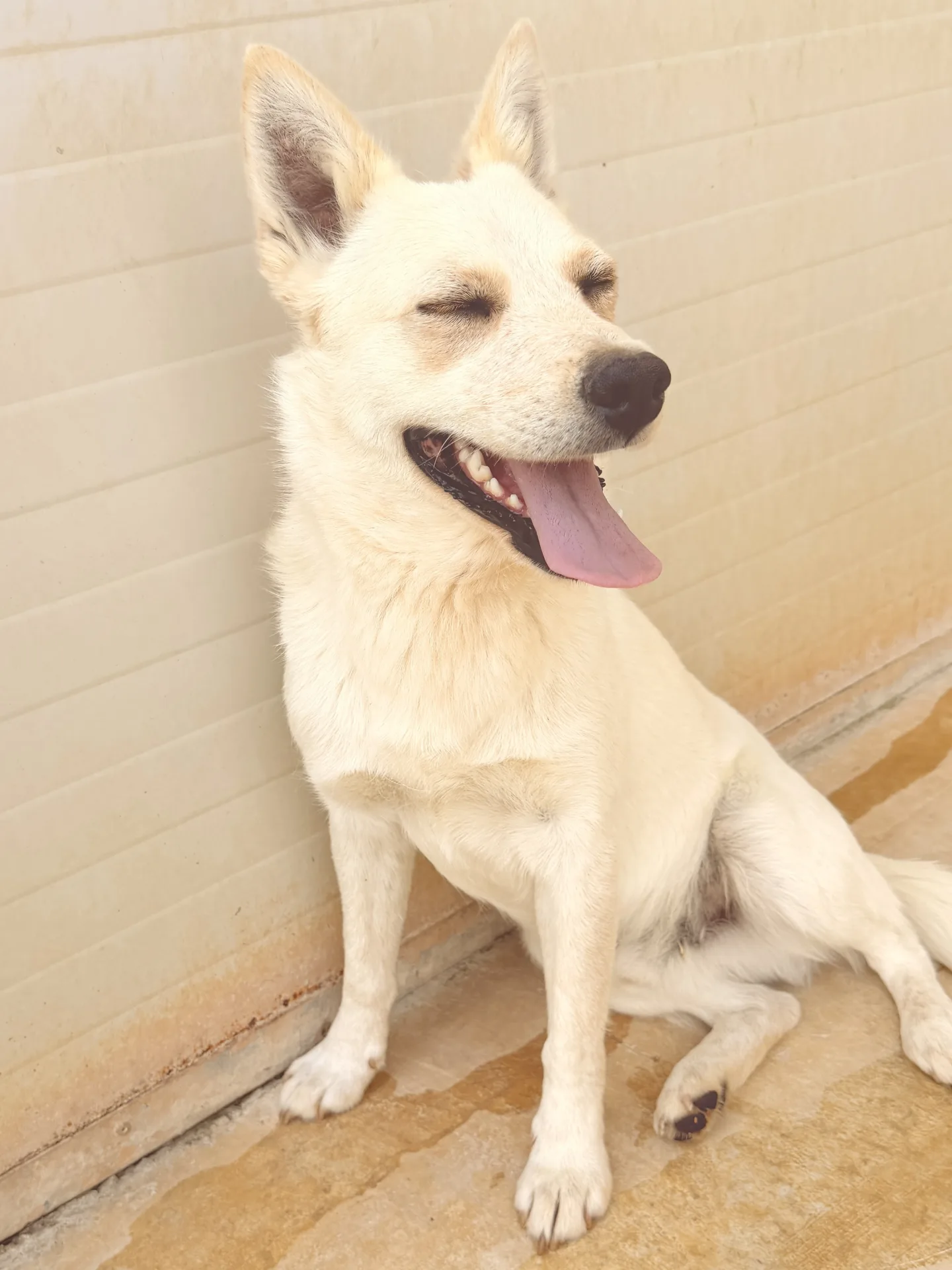 Max, cane Meticcio simil volpino in adozione a Bari - foto 5