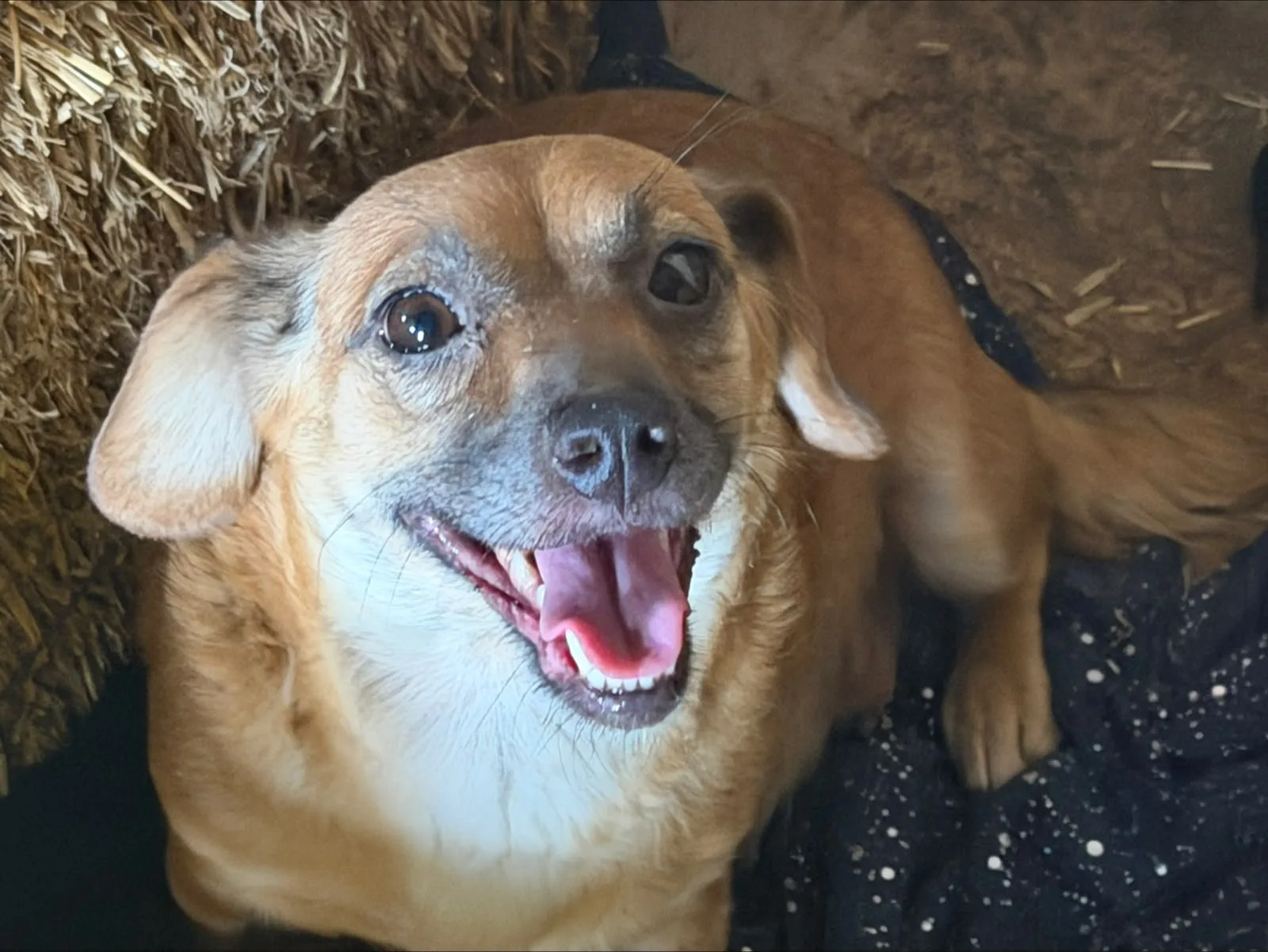 Cira, cane Meticcio in adozione a Trapani - foto 1