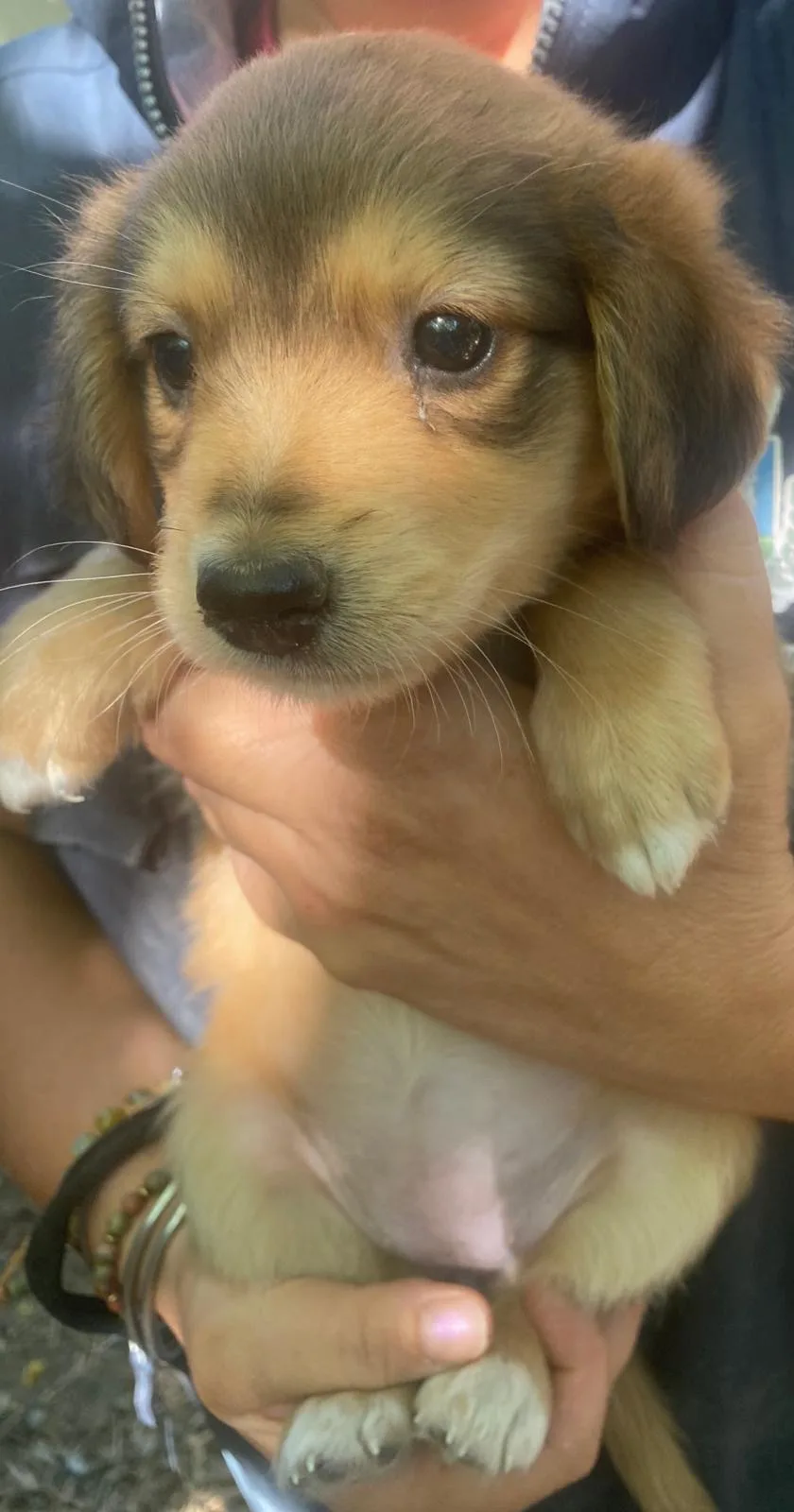 Miele, cane Meticcio in adozione a Crotone - foto 3