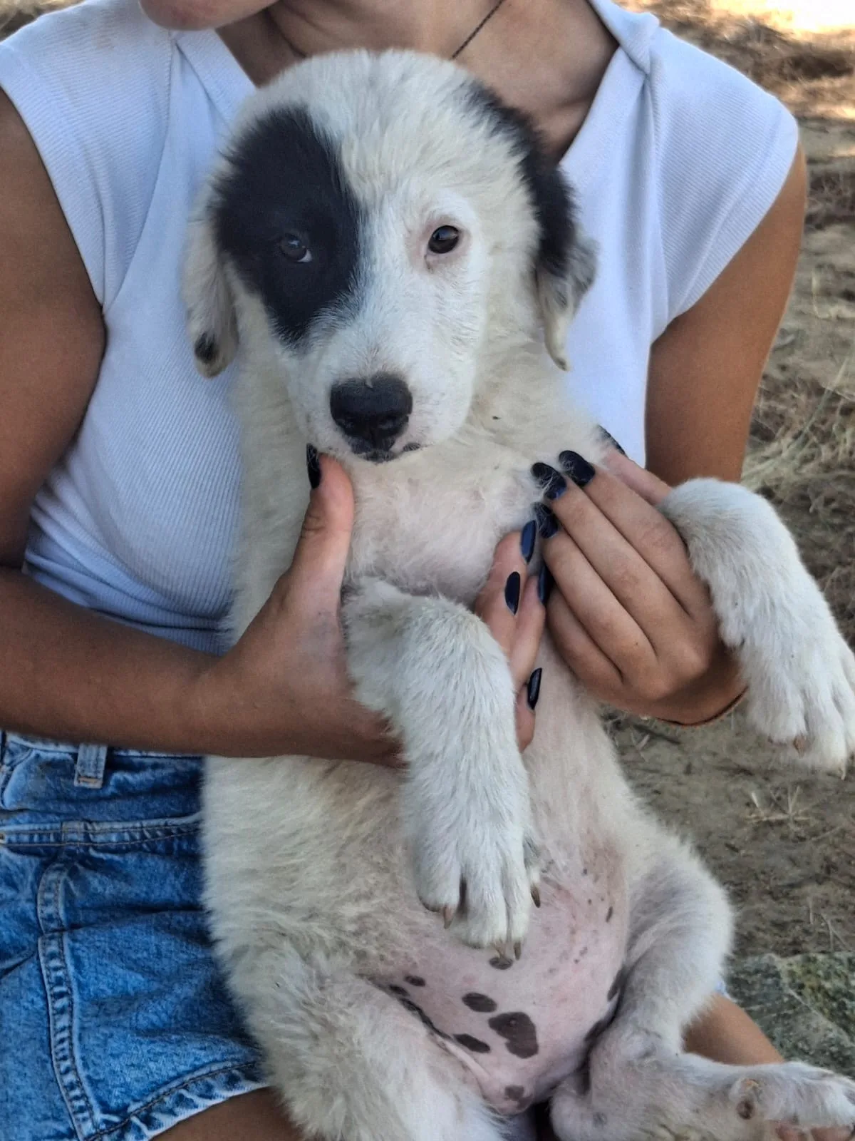 Brie, cane Meticcio in adozione a Crotone - foto 3